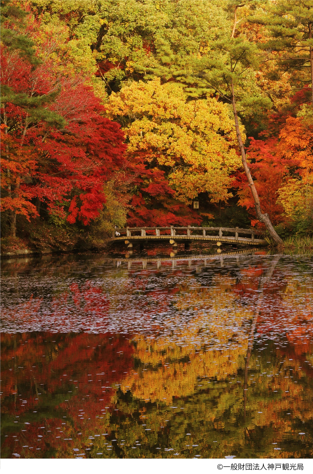 六甲山で世界の紅葉をめぐる